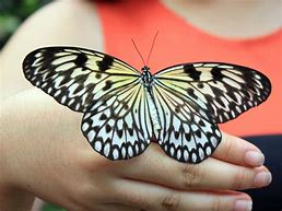 Image result for Butterfly Wallpaper