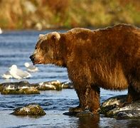Image result for Biggest Animal in Earth