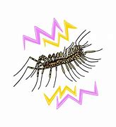 Image result for House Centipede