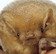 Image result for Red Bat Animal