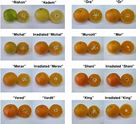 Image result for Mandarin Varieties