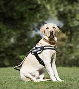 Image result for Guide Dogs Best Breeds