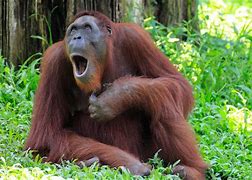Image result for Hilarious Ape