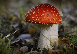 Image result for agaric�cdo