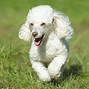 Image result for Small White Fuzzy Dog