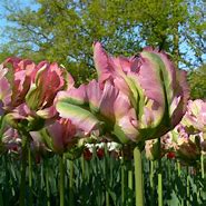 Image result for Tulipa Green Wave