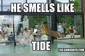 Image result for Funny Tiger Memes Clean