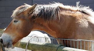 Image result for Relaxed Horse
