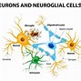 Image result for Brain Cell Illustration