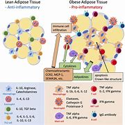 Image result for Adipose Tissue Inflammation and Obesity