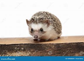 Image result for Hedgehog Standing Up