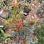 Image result for Pinus parviflora Bonnie Bergman
