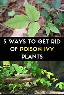 Image result for Poison Ivy Plant