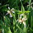 Image result for Iris foetidissima