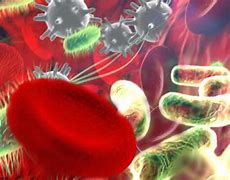 Image result for Chlamydia Bacterium
