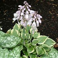 Image result for Hosta Snowy Lake