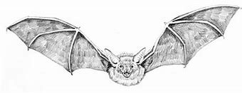 Image result for Bonneted Bat Sketch