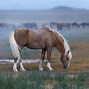 Image result for Canada Wild Horses