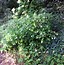 Image result for Impatiens arguta Alba