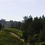 Image result for Newton Cabernet Sauvignon Vine Trail