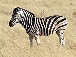 Image result for Oval Zebra