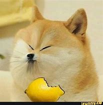 Image result for Lemons Dog Meme