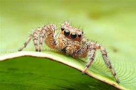 Image result for Jumping Spider Map