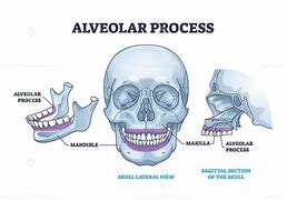Image result for apveolar