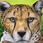 Image result for Teacher Pencil/Paper Cheetah