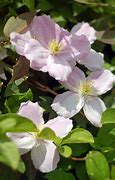 Image result for Clematis Type 1