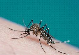 Image result for Yellow Biter Mosquito