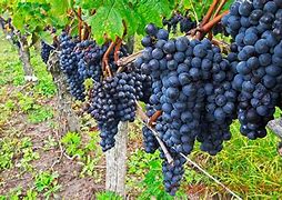 Image result for Merlot Grapes