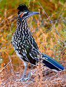 Image result for Roadrunner Bird Colors