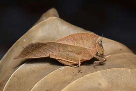 Image result for Insects That Look Like Leaves