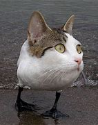 Image result for Mutant Animal Meme