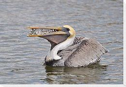 Image result for Pelican with Fish in Mouth