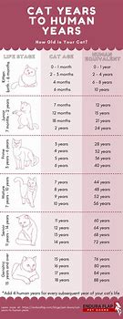 Image result for Cat Age Chart Years