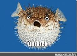 Image result for Meme Obrazek