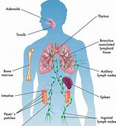 Image result for Cells and Tissues of Immune System