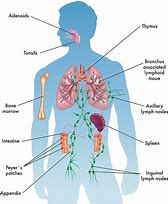 Image result for Human Immune System