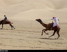 Image result for Iran Camels