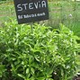 Image result for Stevia Rebaudiana