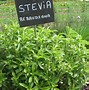 Image result for Stevia Rebaudiana