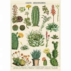 Cacti and Succulents Poster – DROOZ + Company