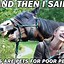 Image result for Bay Mare Meme