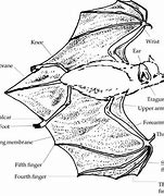 Image result for All Bat Species