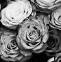 Image result for Cool Roses Background HD