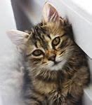 Image result for Cute Cat Instagram