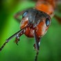 Image result for Different Ant Species