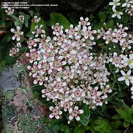 Image result for Saxifraga (A) Standsfieldii